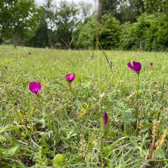 Meet your Posher, Débora - Picture 1 of 1